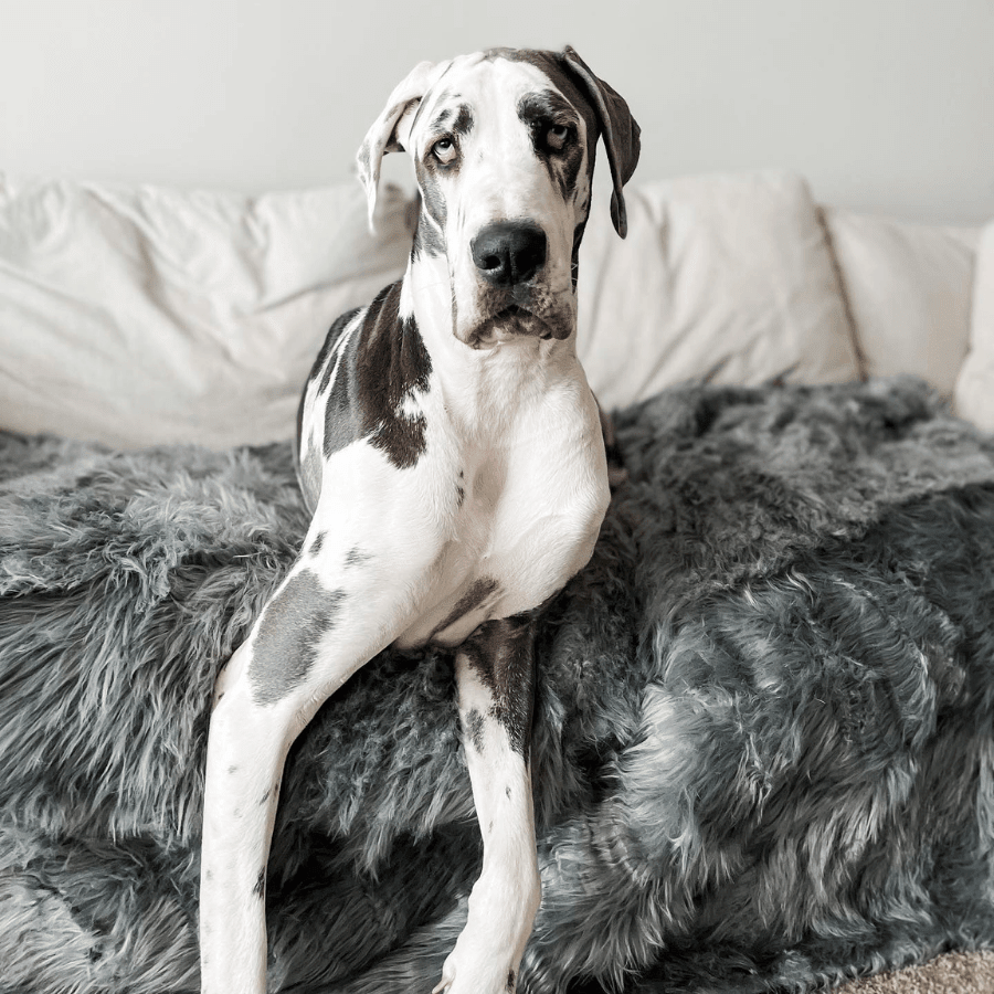 Waterproof Throw | Charcoal Grey | Dogs | Stella & Bone - Stella & Bone