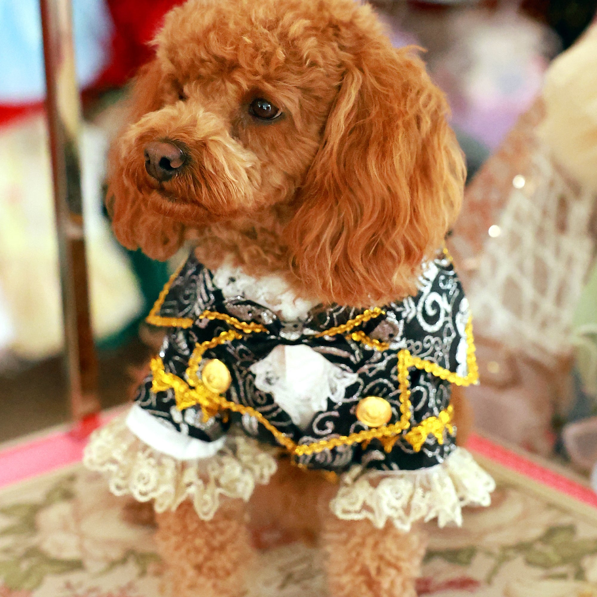 Black Tie Pet Tuxedo with gold bow tie on dog | Formal wedding outfit | Stella & Bone