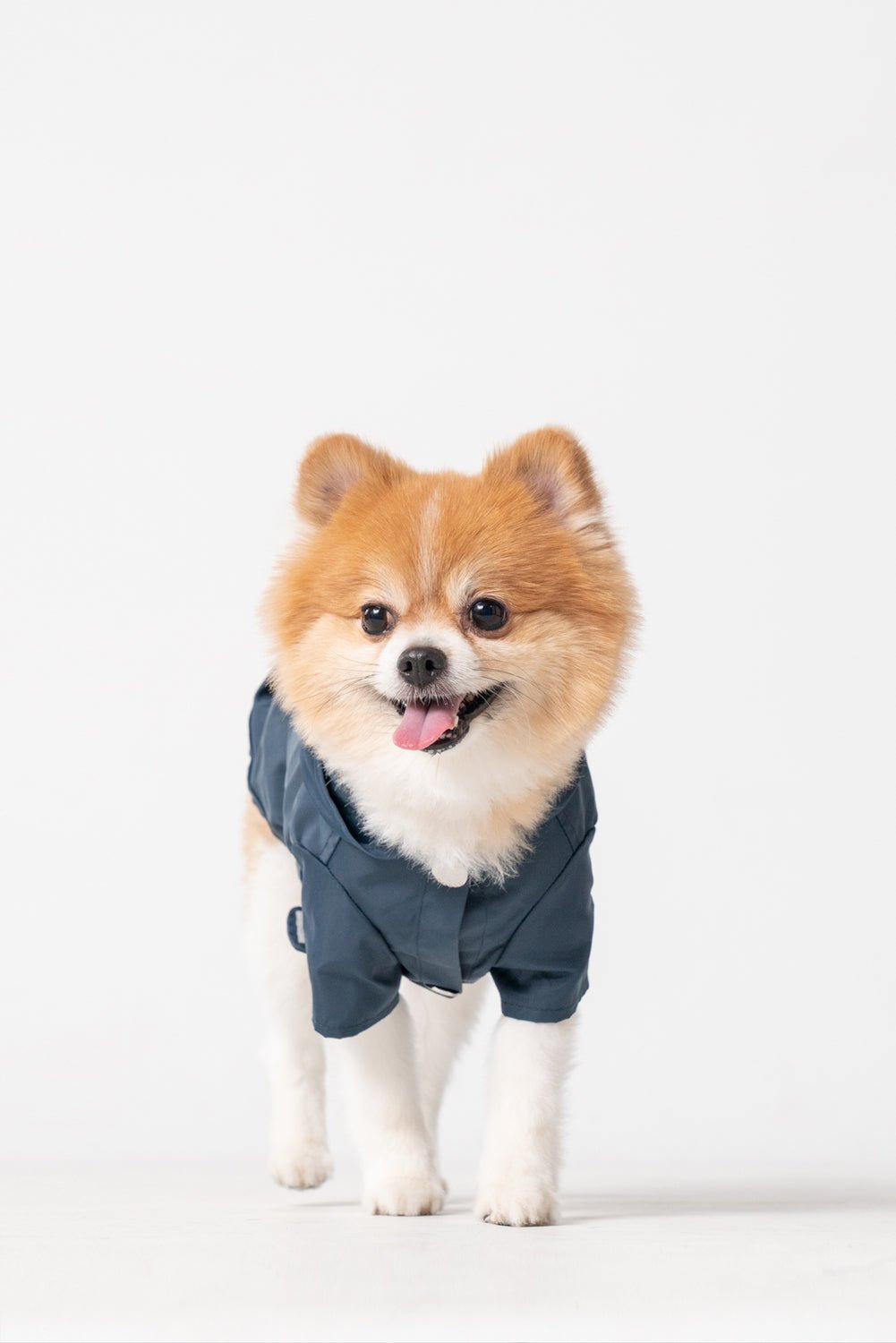 Blue Urban Rain Coat | Water - Repellant Dog Coat | Blue | Stella & Bone
