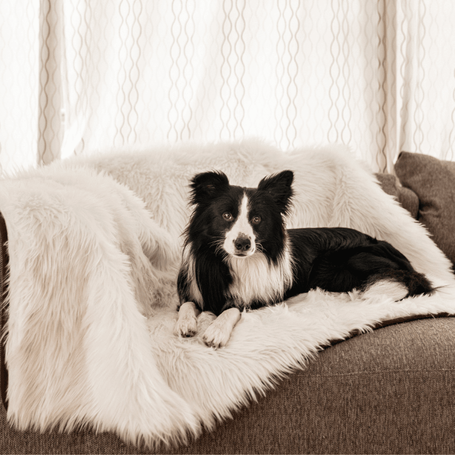 Waterproof Throw | Dogs | Stella & Bone - Stella & Bone