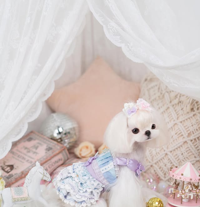 Royal Frost Ruffle Dress | Luxury Dog Clothing | Stella & Bone - Stella & Bone
