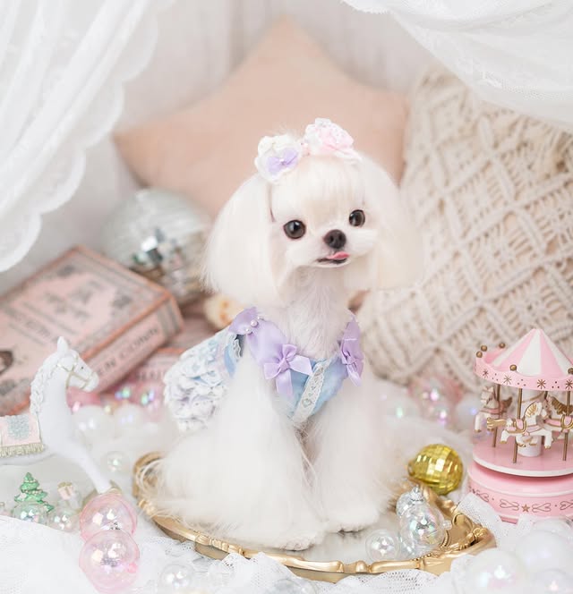 Royal Frost Ruffle Dress | Luxury Dog Clothing | Stella & Bone - Stella & Bone
