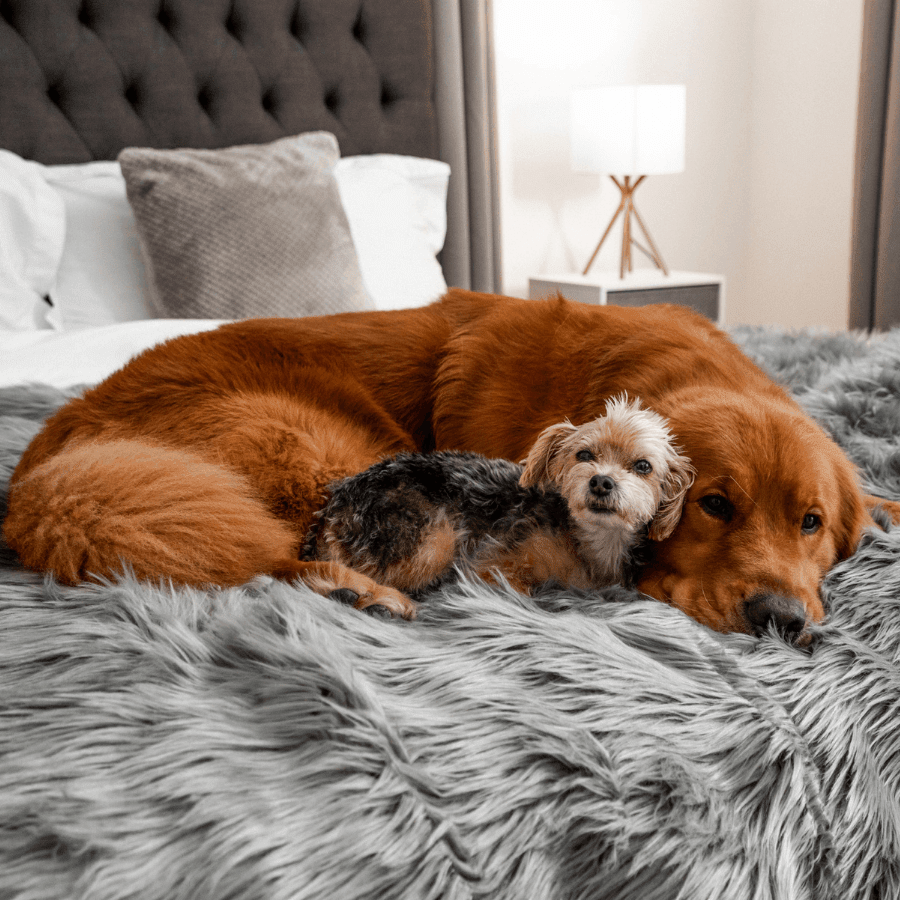 Waterproof Throw | Charcoal Grey | Dogs | Stella & Bone - Stella & Bone