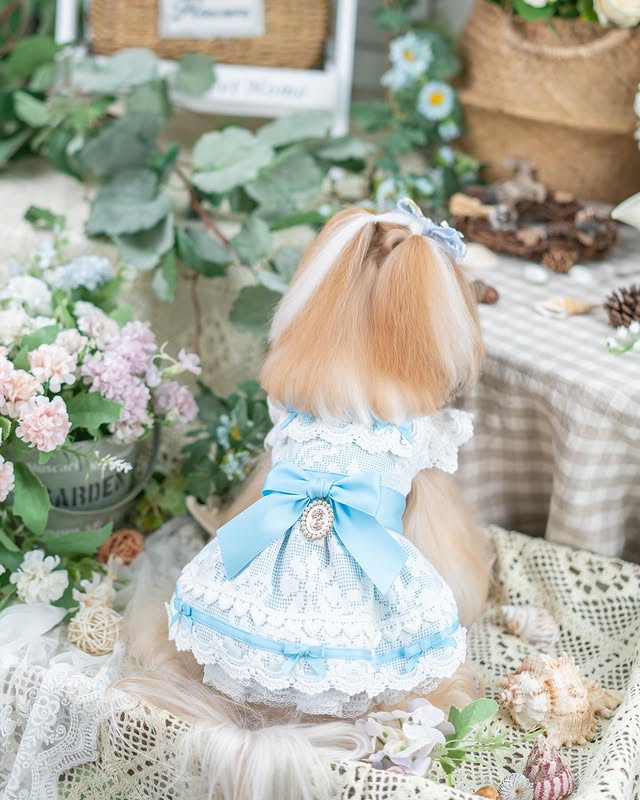 Romantic Lace Dog Dress | Elegant & Romantic | XS–XL | Stella & Bone