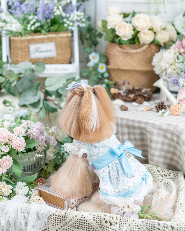 Romantic Lace Dog Dress | Elegant & Romantic | XS–XL | Stella & Bone