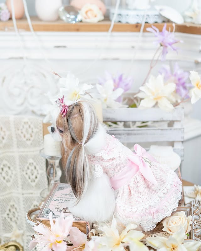 Romantic Lace Dog Dress | Elegant & Romantic | XS–XL | Stella & Bone