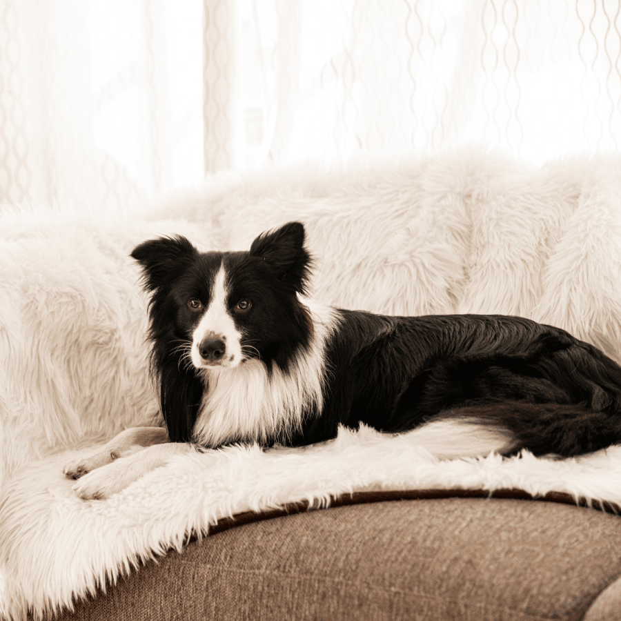 Waterproof Throw | Dogs | Stella & Bone - Stella & Bone