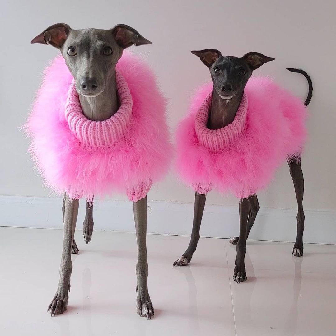 Cloud Feather Couture Sweater | Dogs & Cats | Stella & Bone
