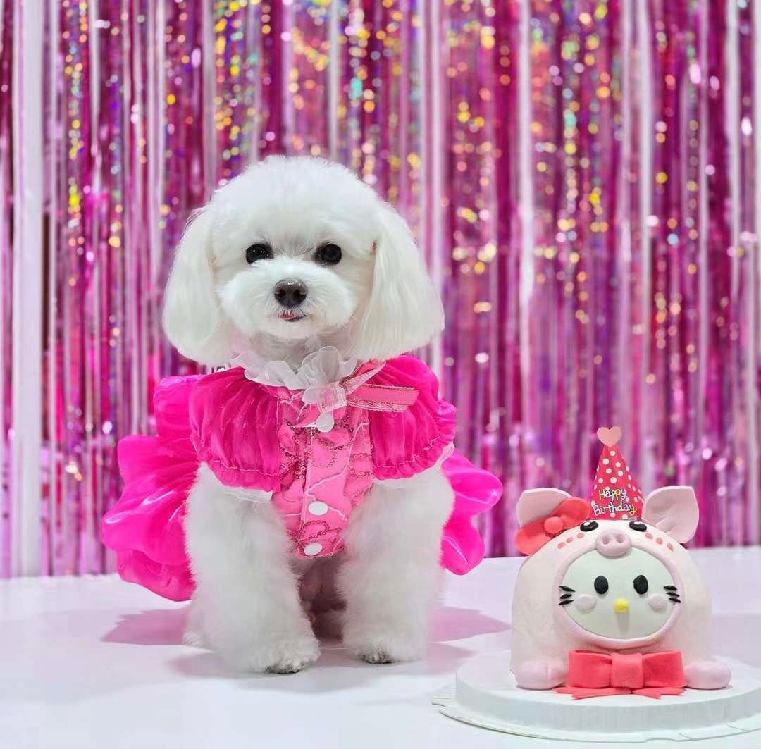 Rose Lace Party Dress | Dogs & Cats | Stella & Bone