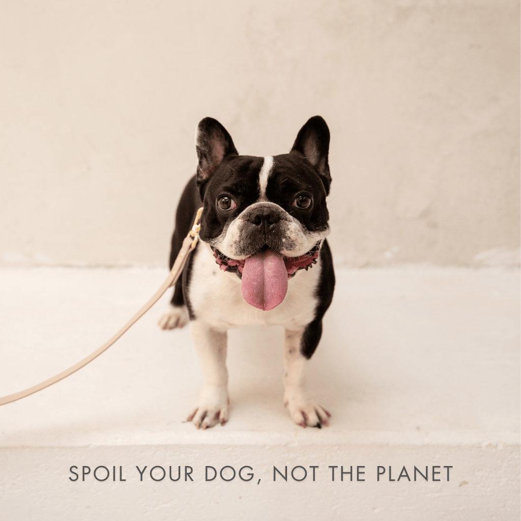 AirTag-Enabled Dog Collar | Vegan Leather | 3 Colors & 4 Sizes | Stella & Bone - Stella & Bone