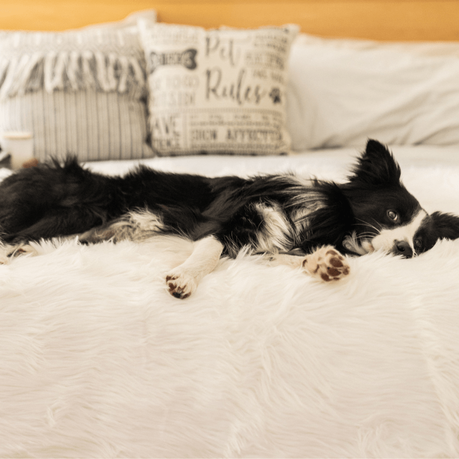 Waterproof Throw | Dogs | Stella & Bone - Stella & Bone