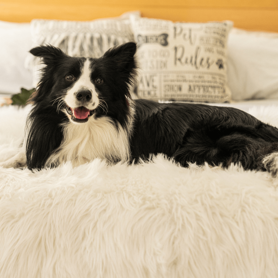 Waterproof Throw | Dogs | Stella & Bone - Stella & Bone