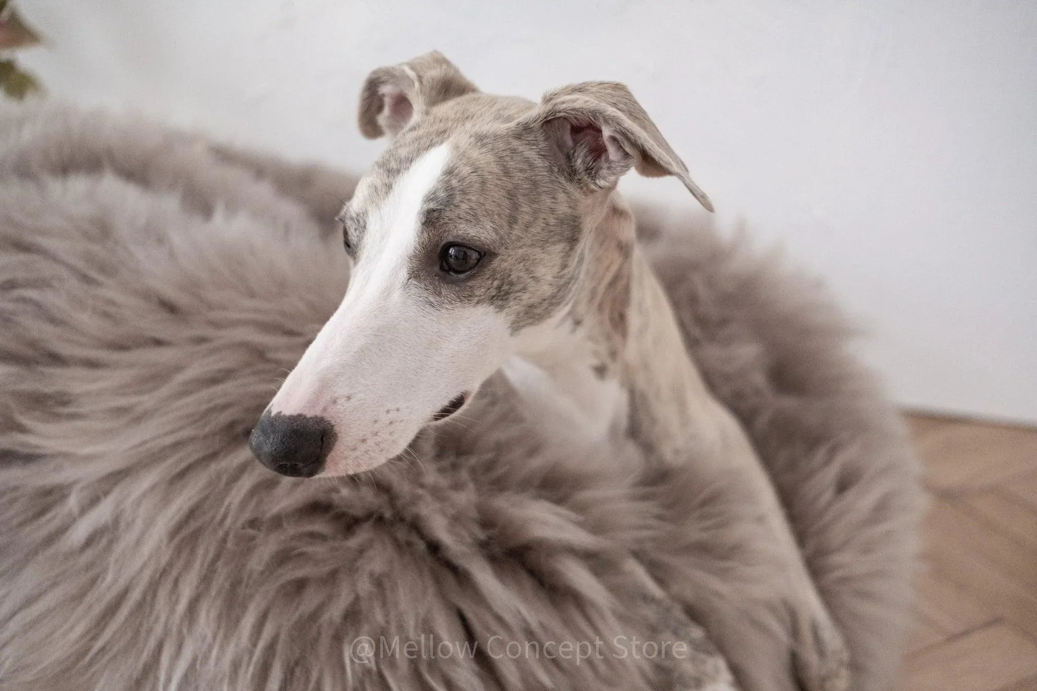 Oval Natural Sheepskin Cat Bed & Dog Bed | Greige | Stella & Bone - Stella & Bone