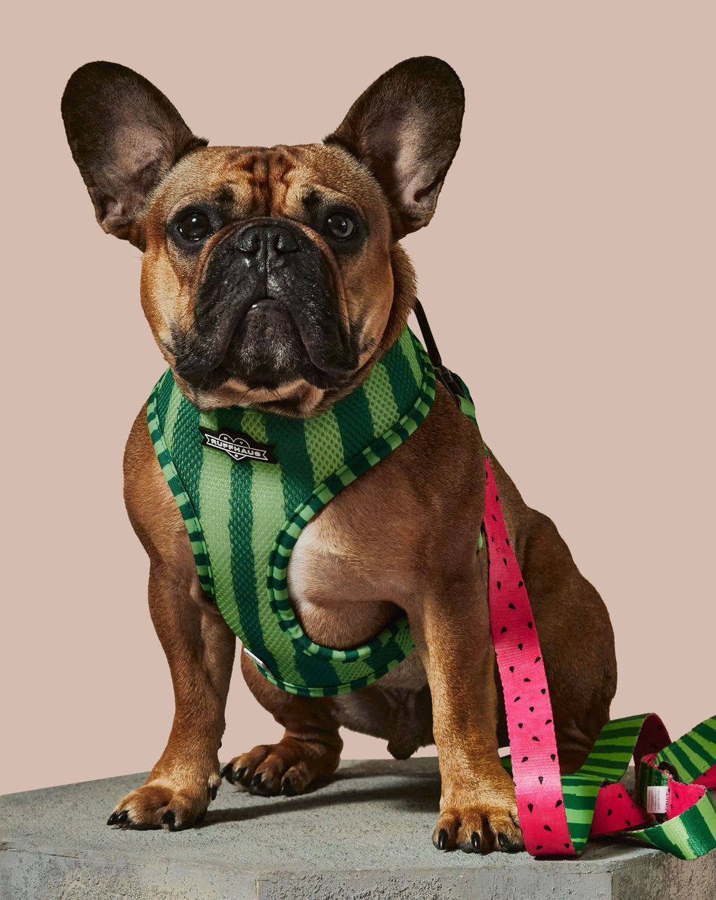 What-A-Melon Reversible Harness | Two - Print Watermelon Dog Harness | Stella & Bone - Stella & Bone