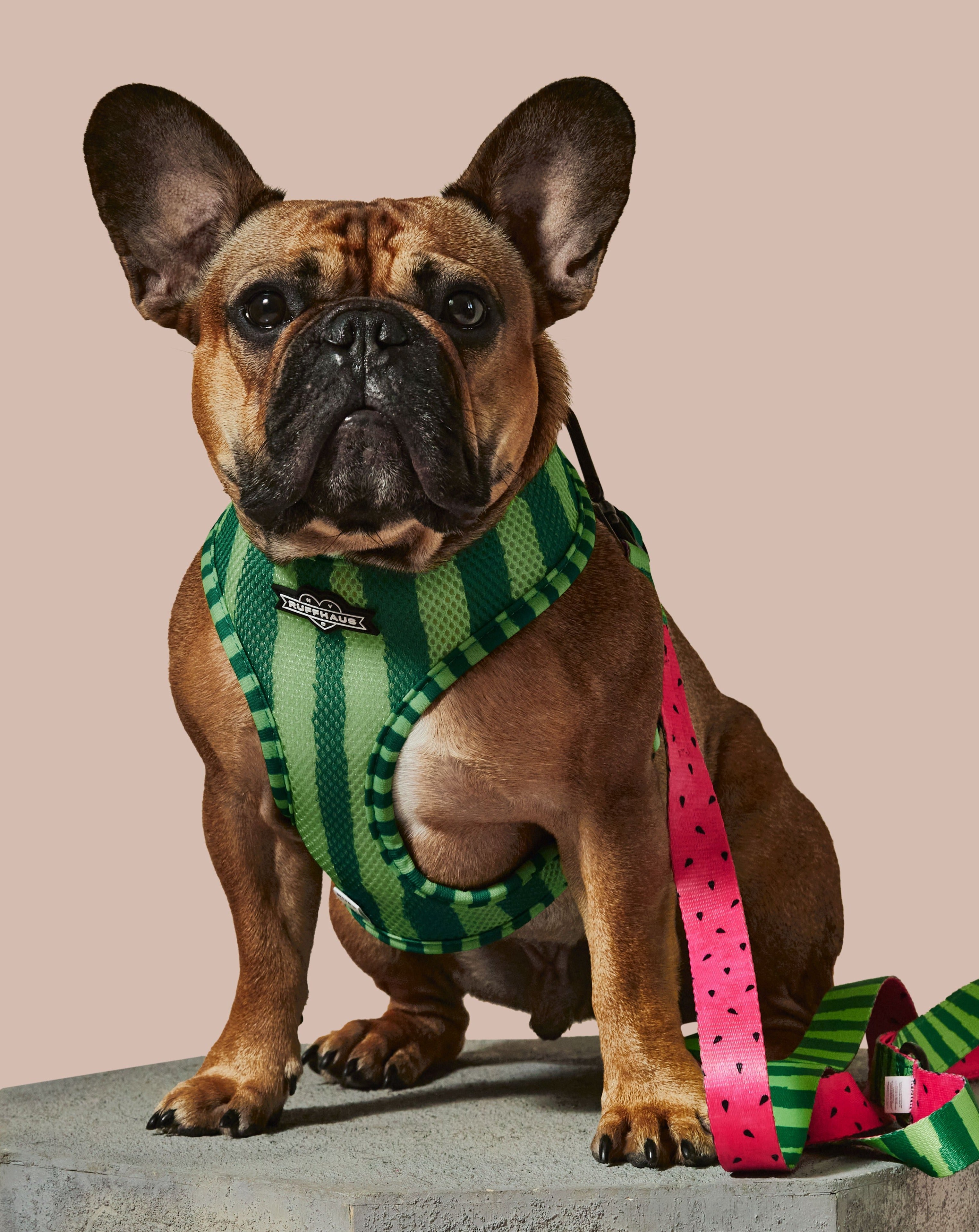 What-A-Melon Reversible Harness | Two - Print Watermelon Dog Harness | Stella & Bone - Stella & Bone