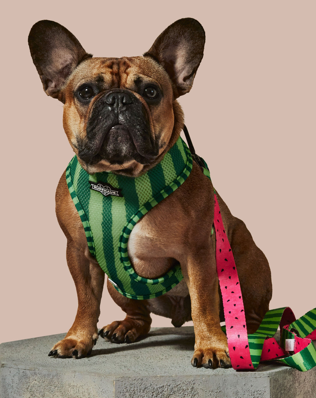 What-A-Melon Dog Leash | Printed Neoprene Handle Leash | Stella & Bone - Stella & Bone