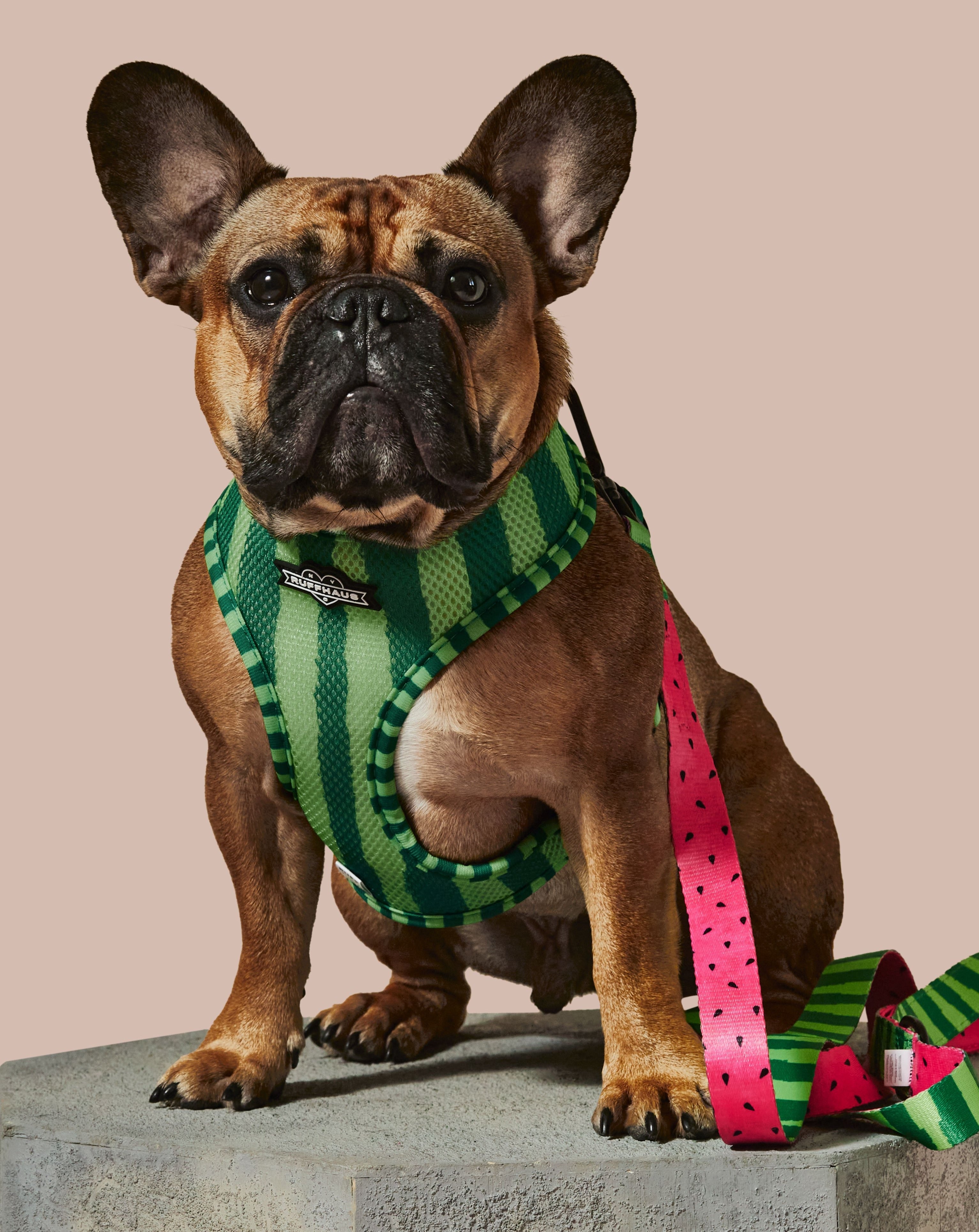 What-A-Melon Dog Leash | Printed Neoprene Handle Leash | Stella & Bone - Stella & Bone