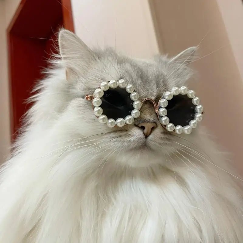 Luxury Pet Sunglasses | Dogs & Cats | Stella & Bone - Stella & Bone