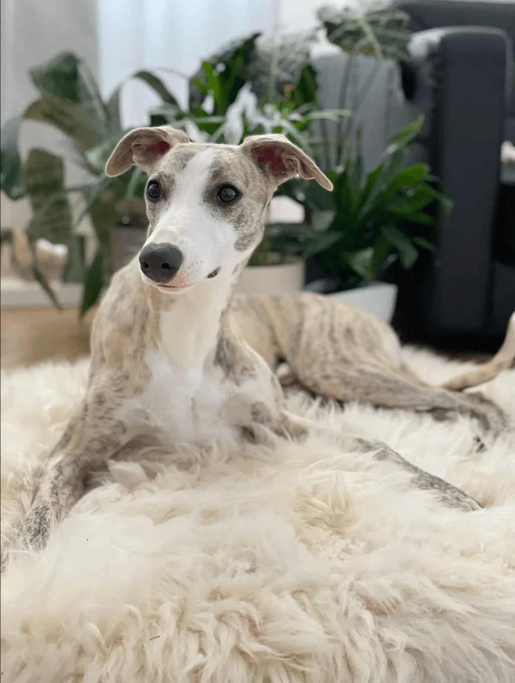 Natural Sheepskin Mat | Dogs & Cats | White | Stella & Bone - Stella & Bone