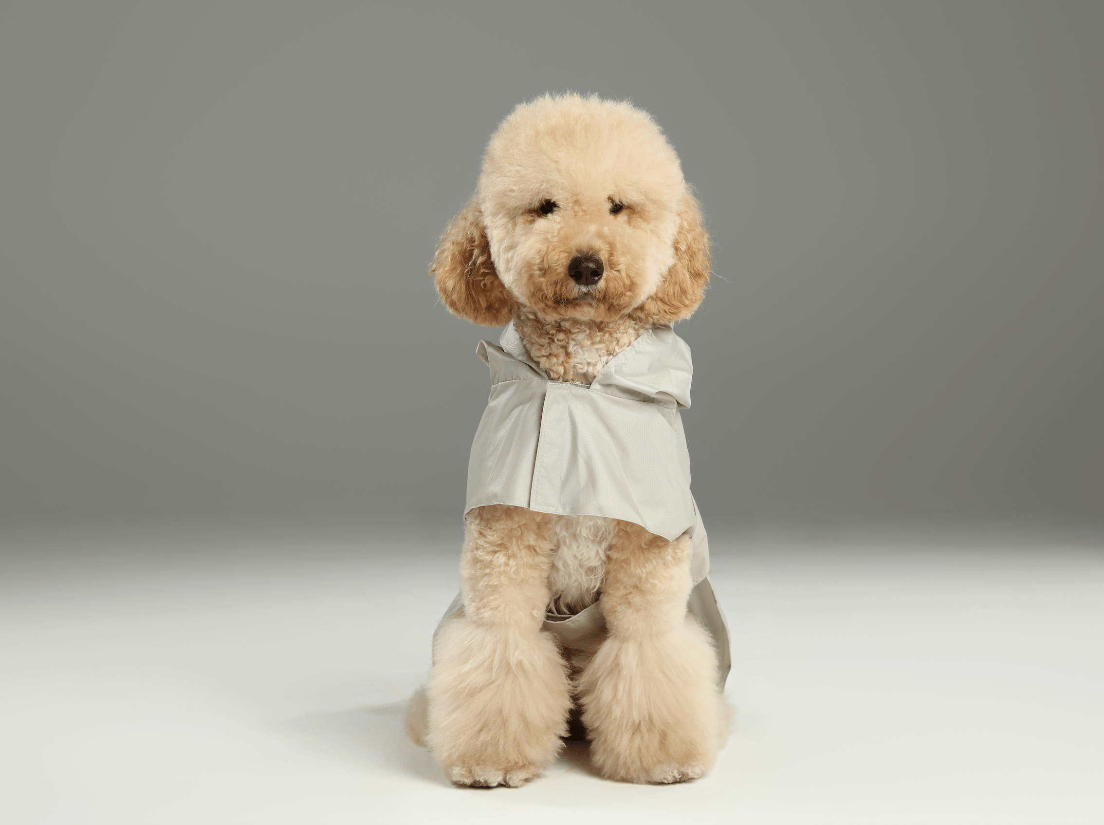 Minimalist Rain Jacket for Dogs & Cats | Beige | Dogs & Cats | Stella & Bone