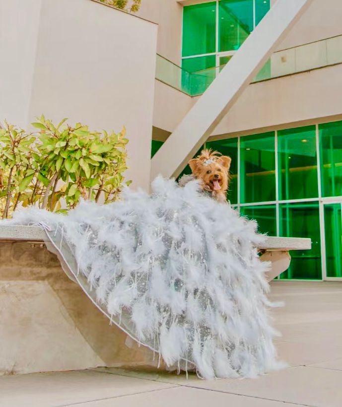 Ivory Swan Feather Bridal Dog Gown | Luxury Dog Wedding Dress | Stella & Bone - Stella & Bone
