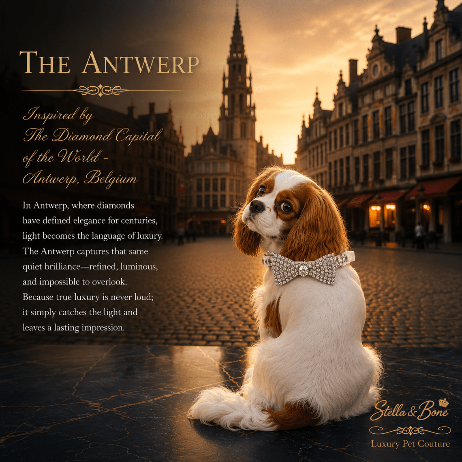 King Charles dog wearing The Antwerp, Rhinestone Bow Collar with lots of sparkle. Perfect for weddings, special occasions.