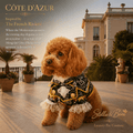 Cote d Azur Black Tie Pet Tuxedo — Poodle in black and gold dog tuxedo for weddings and special occasions on French Riviera