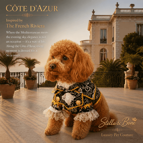 Cote d Azur Black Tie Pet Tuxedo — Poodle in black and gold dog tuxedo for weddings and special occasions on French Riviera