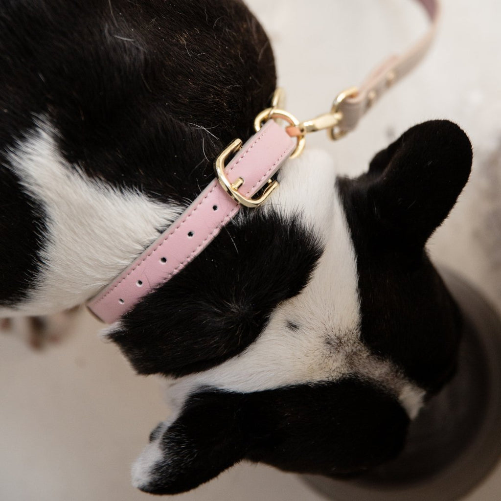 AirTag-Enabled Dog Collar | Vegan Leather | 3 Colors & 4 Sizes | Stella & Bone - Stella & Bone