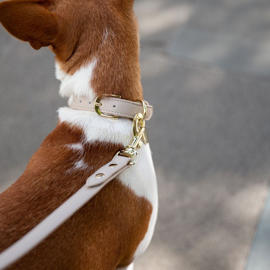 AirTag Enabled Dog Collar | Vegan Leather | 3 Colors & 4 Sizes | Stella & Bone - Stella & Bone