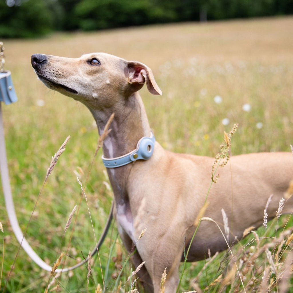 AirTag Enabled Dog Collar | Vegan Leather | 3 Colors & 4 Sizes | Stella & Bone - Stella & Bone