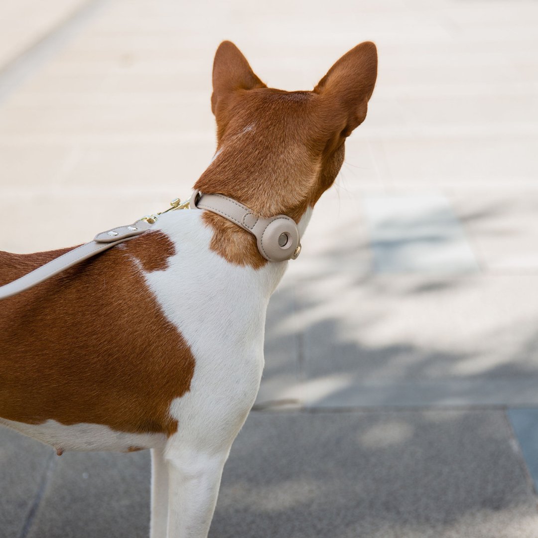 AirTag-Enabled Dog Collar | Vegan Leather | 3 Colors & 4 Sizes | Stella & Bone - Stella & Bone