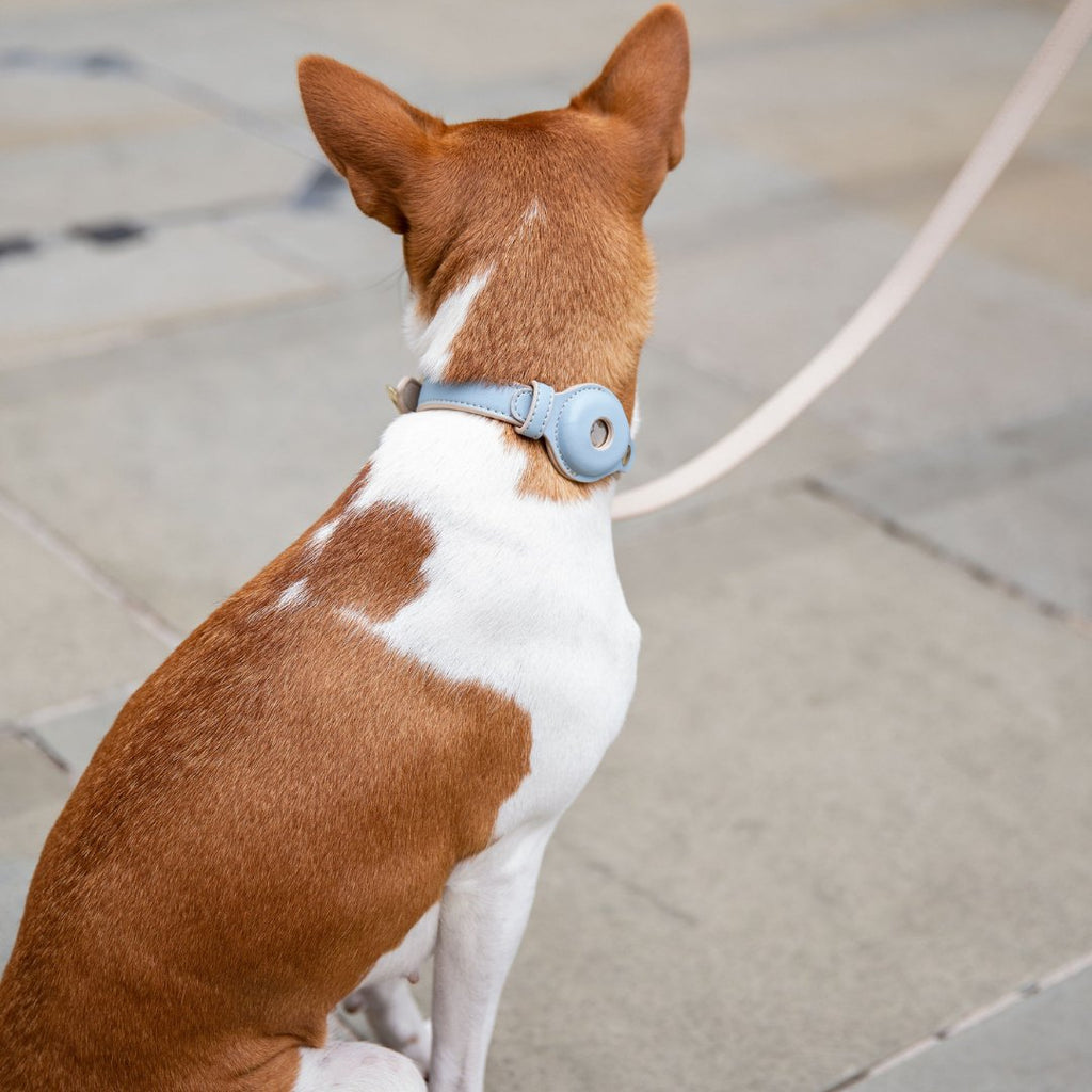 AirTag-Enabled Dog Collar | Vegan Leather | 3 Colors & 4 Sizes | Stella & Bone - Stella & Bone