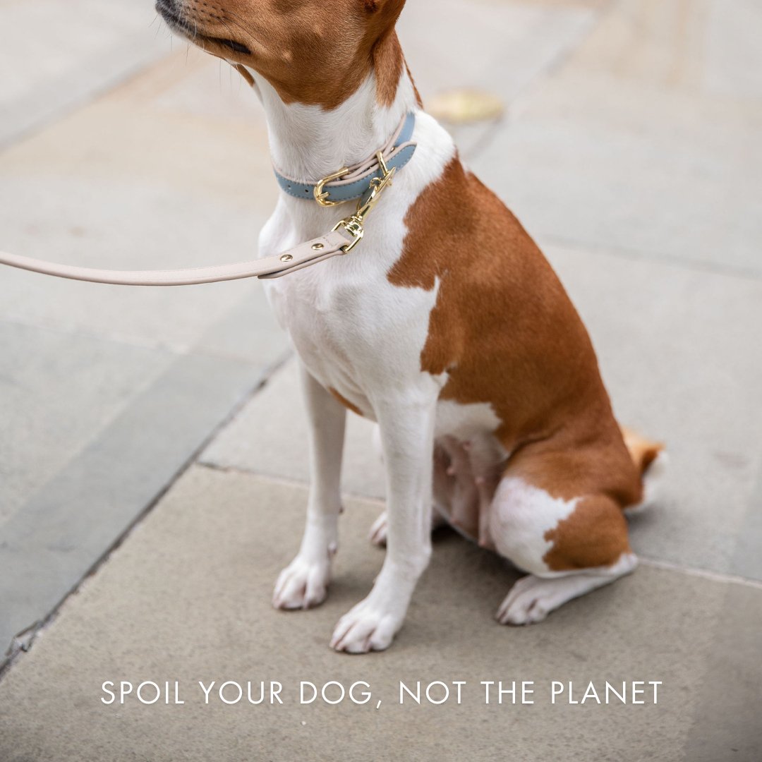 AirTag-Enabled Dog Collar | Vegan Leather | 3 Colors & 4 Sizes | Stella & Bone - Stella & Bone