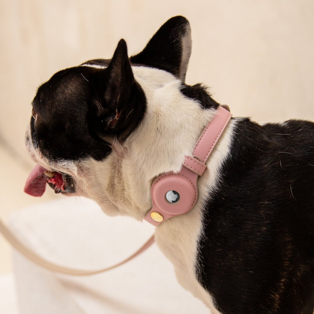 AirTag-Enabled Dog Collar | Vegan Leather | 3 Colors & 4 Sizes | Stella & Bone - Stella & Bone