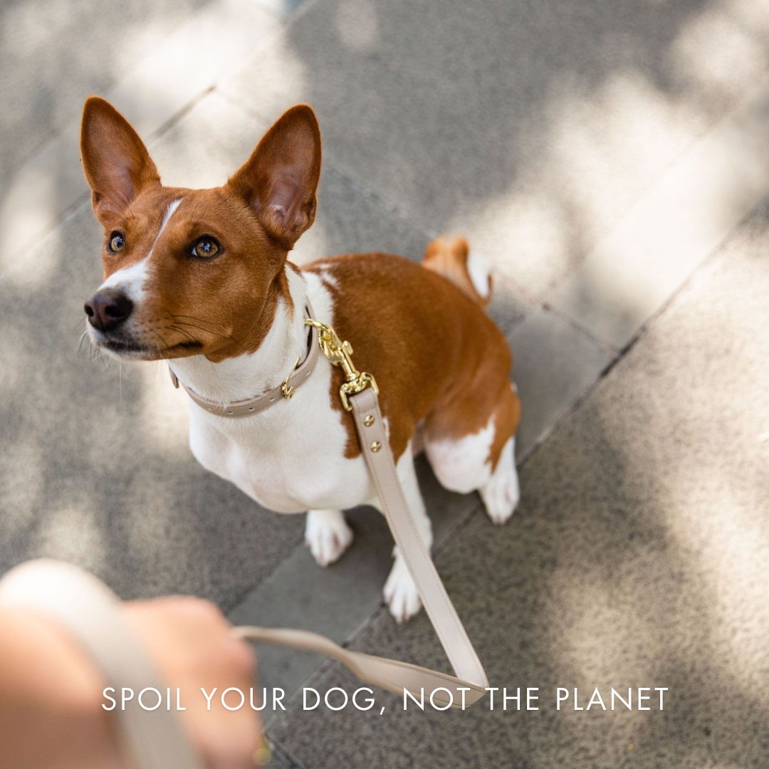 AirTag-Enabled Dog Collar | Vegan Leather | 3 Colors & 4 Sizes | Stella & Bone - Stella & Bone