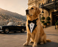 Monte Carlo | Tuxedo Bow Tie Dog Collar | Stella & Bone