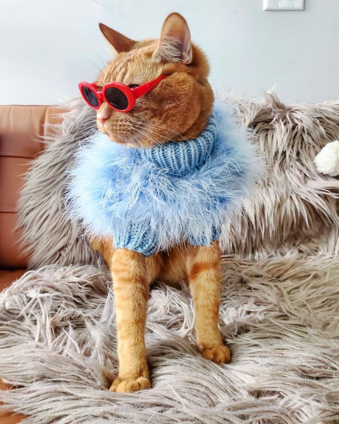 Cloud Feather Couture Sweater | Dogs & Cats | Stella & Bone