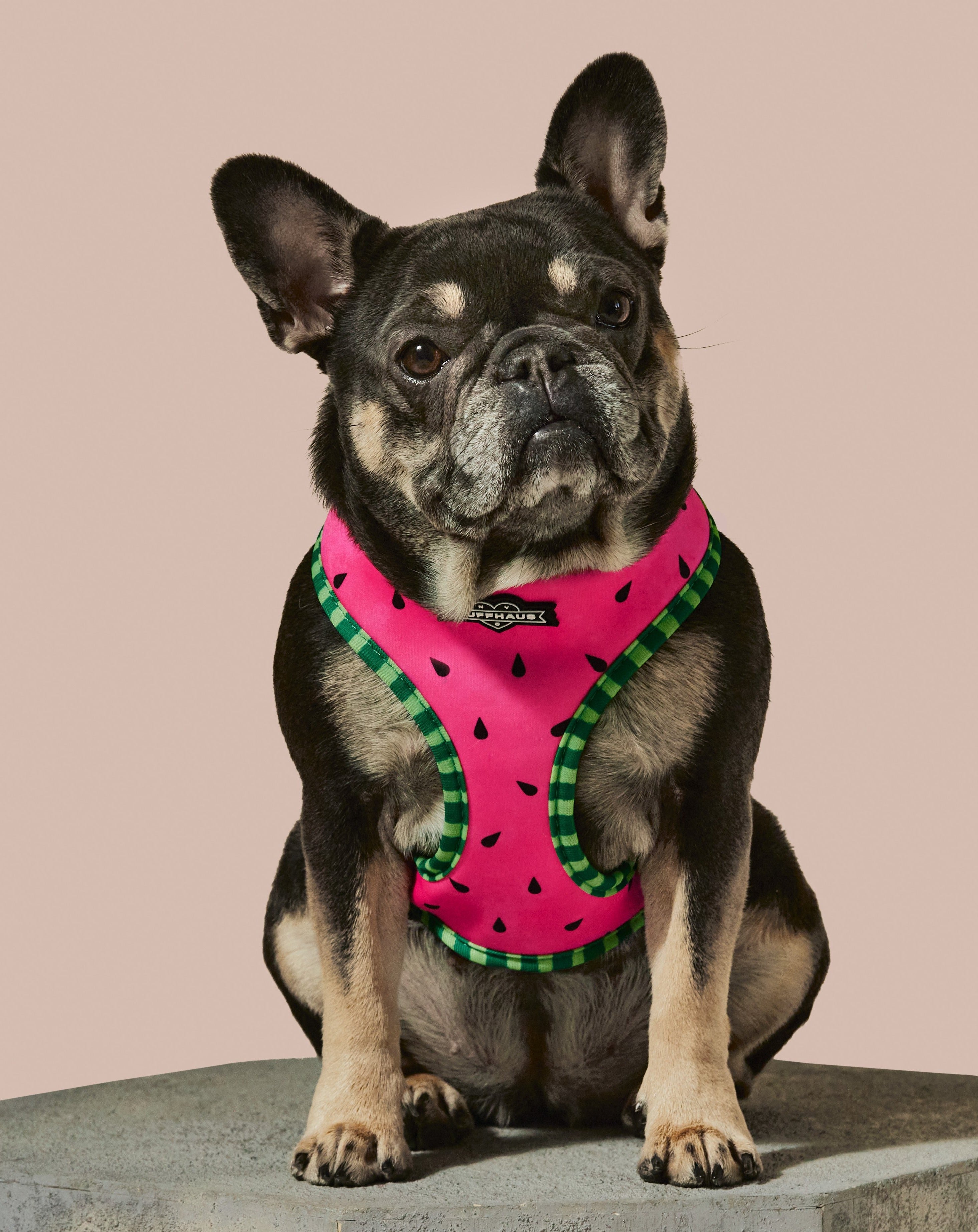 What-A-Melon Reversible Harness | Two - Print Watermelon Dog Harness | Stella & Bone - Stella & Bone
