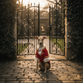 Le Roi Rouge | Versailles Velvet Dog Coat | Stella & Bone