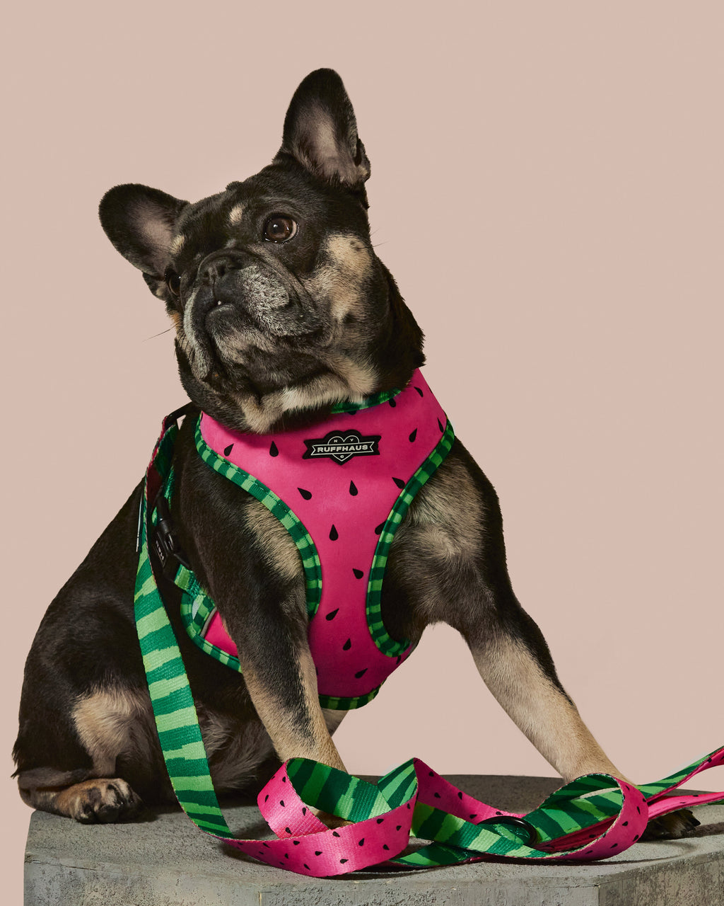 What-A-Melon Reversible Harness | Two - Print Watermelon Dog Harness | Stella & Bone - Stella & Bone
