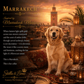 Golden Retriever dog wearing Marrakech, a gold beaded collar sits in a beautifully decorated Moroccan-inspired setting