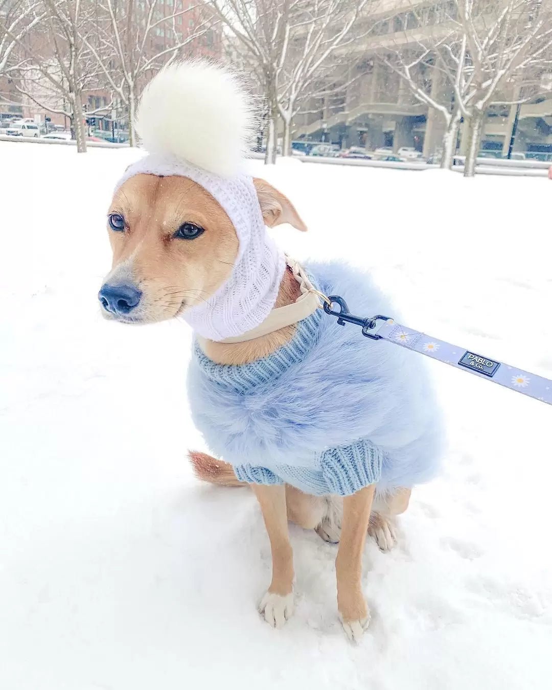 Cloud Feather Couture Sweater | Dogs & Cats | Stella & Bone