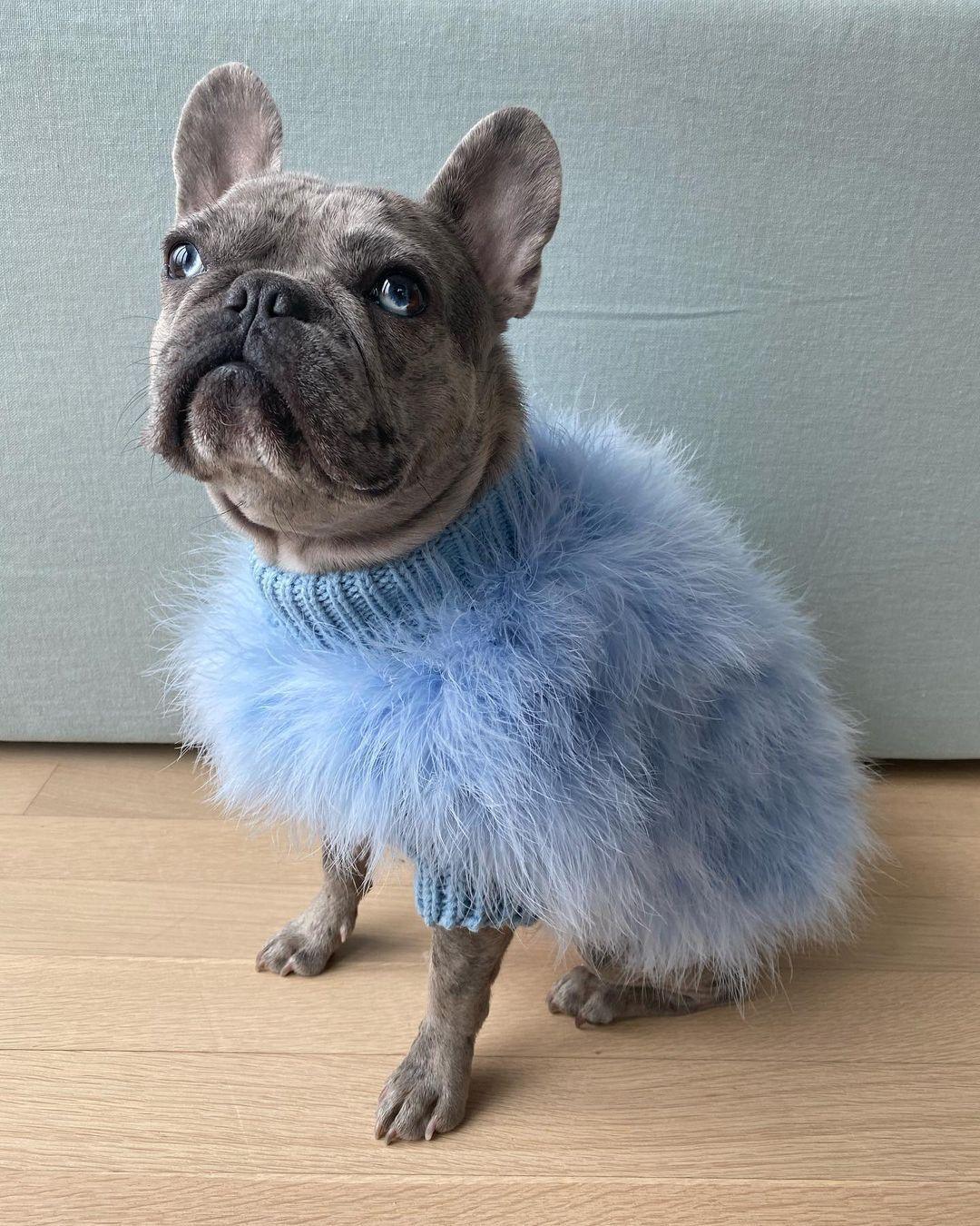 Cloud Feather Couture Sweater | Dogs & Cats | Stella & Bone