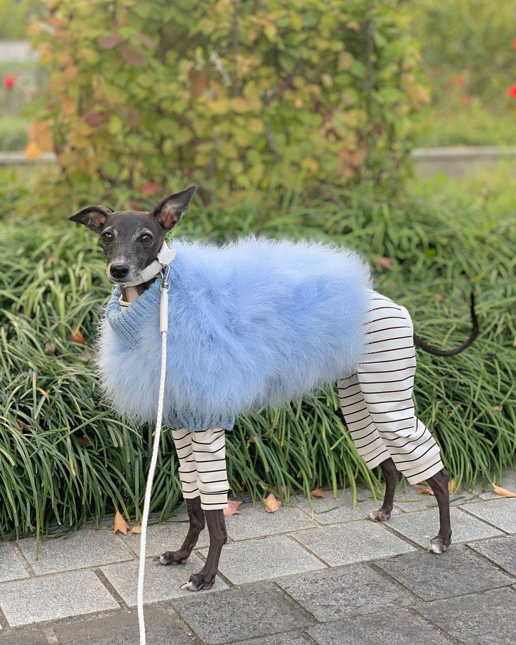 Cloud Feather Couture Sweater | Dogs & Cats | Stella & Bone