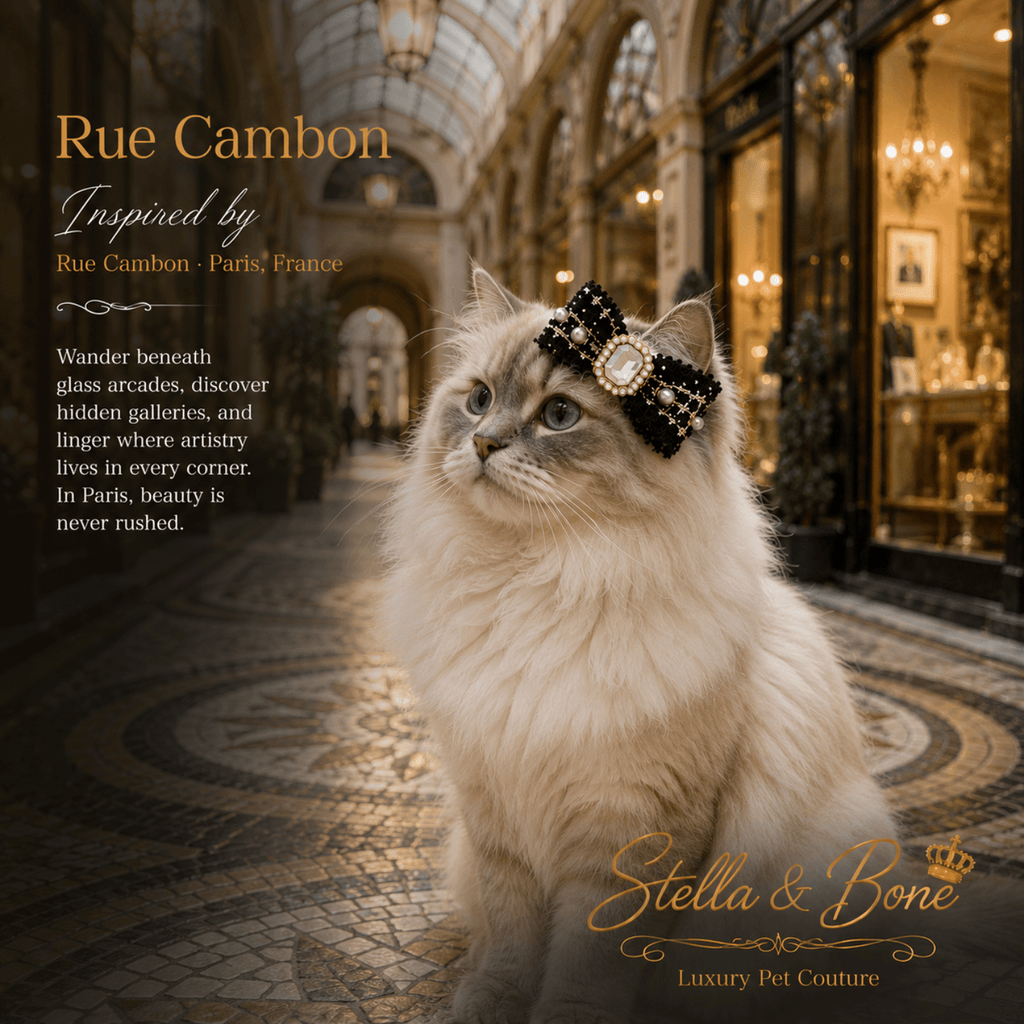 Cat wearing Rue Cambon in front of a luxury boutique. Perfect barrette to dress up any outfit.
