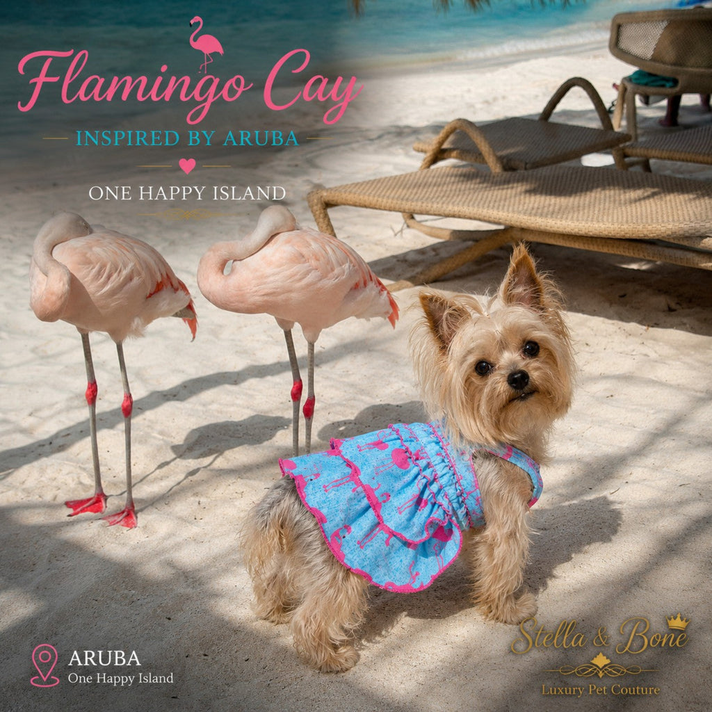 Yorkshire terrier wearing  Flamingo Cay ruffled dog dress next to real flamingos on an Aruba beach.