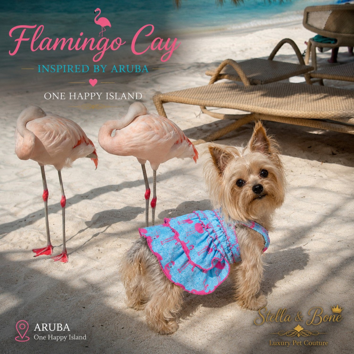 Yorkshire terrier wearing  Flamingo Cay ruffled dog dress next to real flamingos on an Aruba beach.