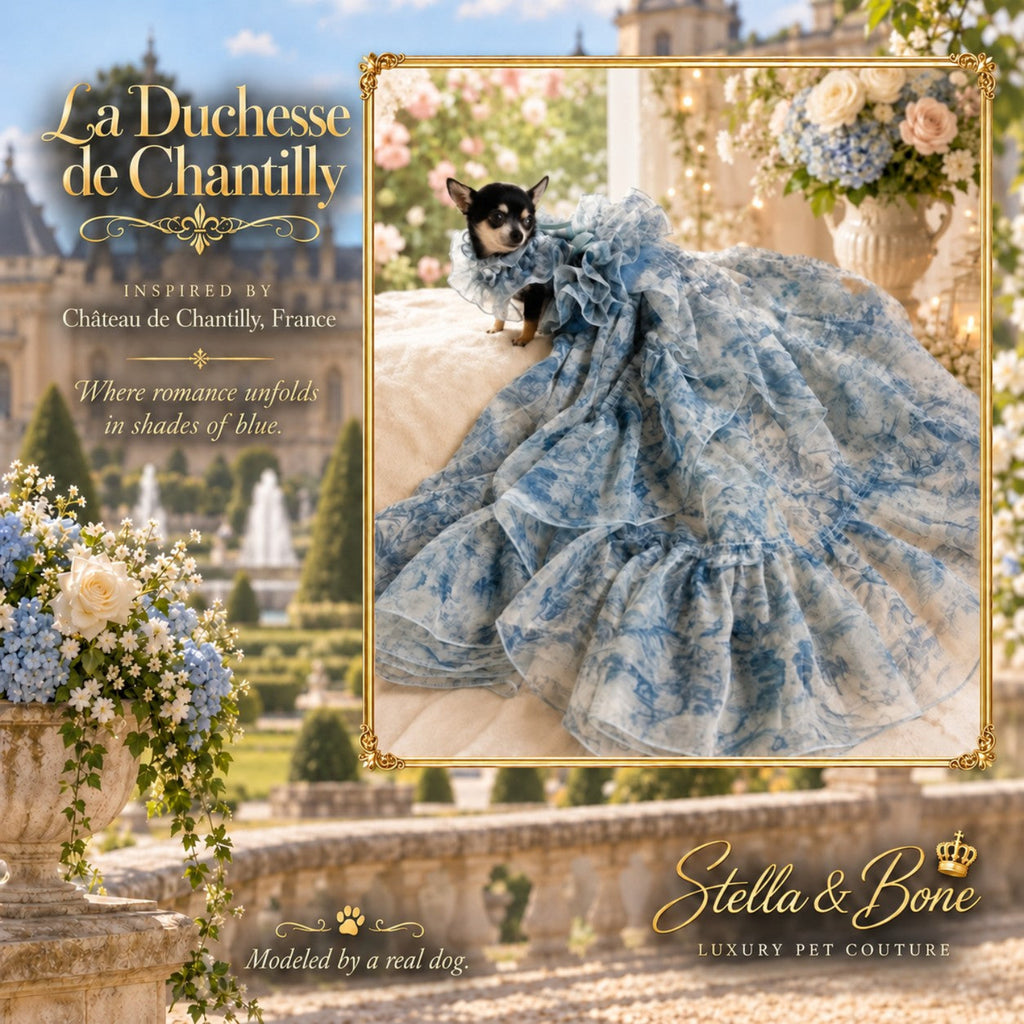 La Duchesse de Chantilly luxury blue floral dog gown modeled by a small Chihuahua in a romantic French garden.