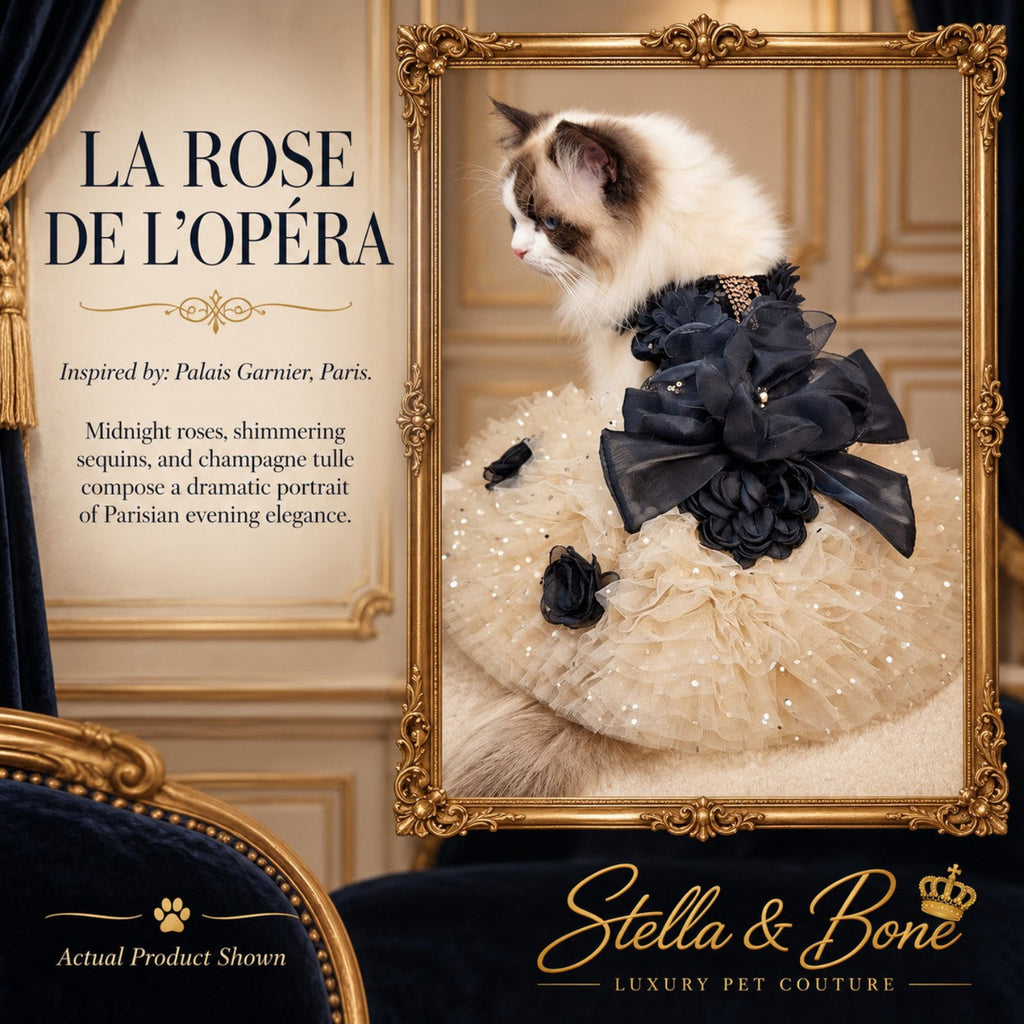 Long-haired Ragdoll cat modeling La Rose de L'Opéra luxury pet gown with champagne tulle and black sequin details.
